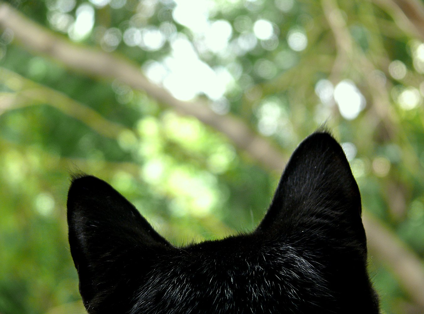 Gato negro orejas