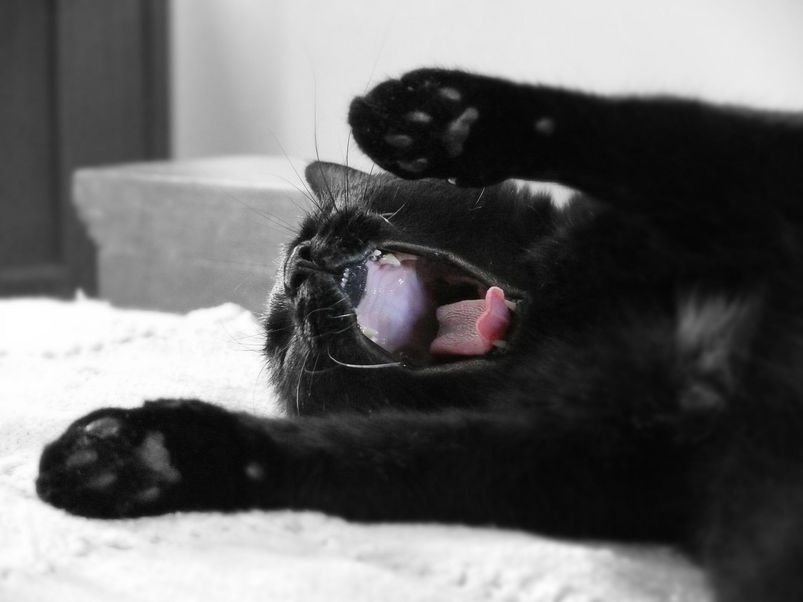 fiaca relax gato negro